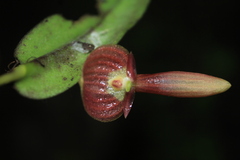Pleurothallis ruberrima