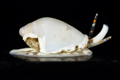 Austroginella translucida