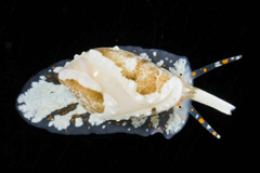 Austroginella translucida