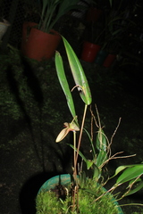 Pleurothallis ruberrima