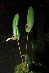 Pleurothallis ruberrima
