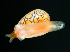 Cystiscus obesulus