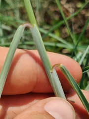 Schizachyrium maritimum