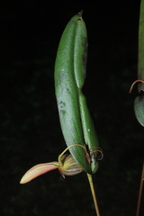 Pleurothallis ruberrima