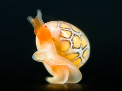 Cystiscus obesulus