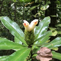 Costus guanaiensis macrostrobilus