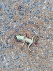 Bronchocela