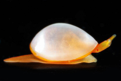 Cystiscus minutissimus