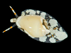 Mesoginella pygmaeoides