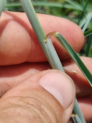 Schizachyrium maritimum