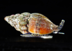 Austromitra analogica