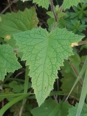 Calceolaria tripartita