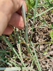 Schizachyrium maritimum