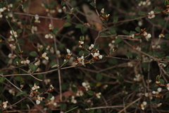 Spyridium thymifolium