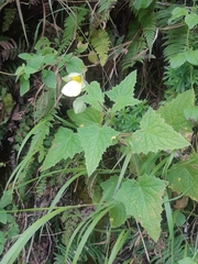 Calceolaria tripartita