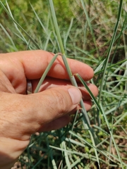 Schizachyrium maritimum