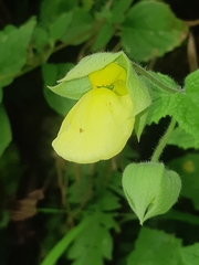 Calceolaria tripartita