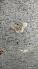 Phrygionis privignaria