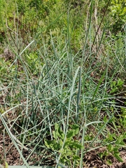 Schizachyrium maritimum