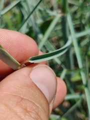 Schizachyrium maritimum