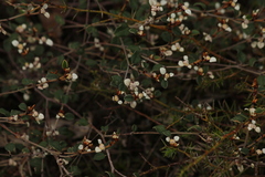 Spyridium thymifolium