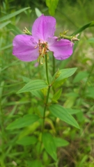 Rhexia mariana interior