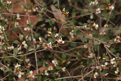 Spyridium thymifolium