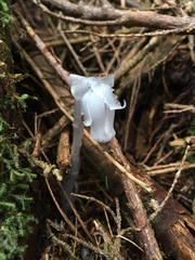 Monotropastrum humile