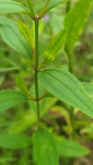 Rhexia mariana interior