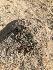 Phrynosoma coronatum