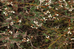 Spyridium thymifolium