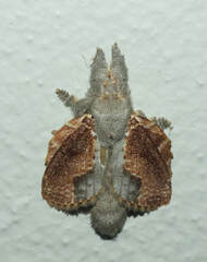 Euglyphis lankesteri