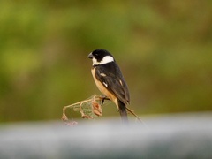 Sporophila torqueola