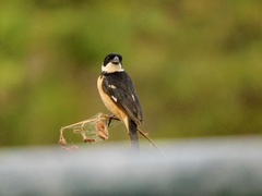 Sporophila torqueola