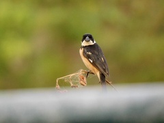 Sporophila torqueola