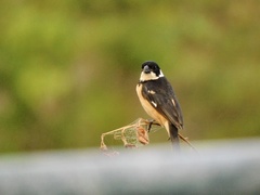 Sporophila torqueola