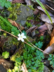 Ellisiophyllum pinnatum
