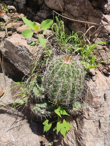 Echinocereus stoloniferus