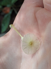 Leucocoprinus fragilissimus image