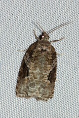 Acleris macdunnoughi