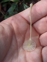 Leucocoprinus fragilissimus image