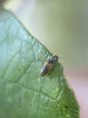 Horistonotus curiatus