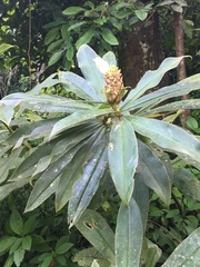 Costus guanaiensis macrostrobilus