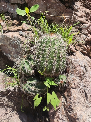 Image of Echinocereus stoloniferus by (c) Tereka Lasso, some rights reserved (CC BY-SA)