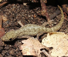 Lygodactylus broadleyi