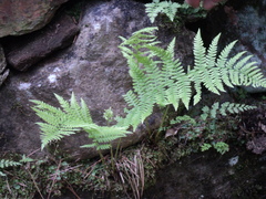 Athyrium