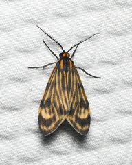 Eucereon costulata