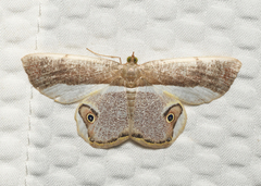 Opisthoxia amabilis