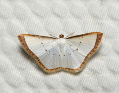 Leuciris fimbriaria
