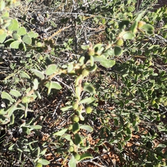 Acacia gregorii
